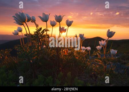 Amazing landscape with magic pink rhododendrone and white flowers on summer mountains. Incredible sunset light. Nature background. Landscape photography Stock Photo