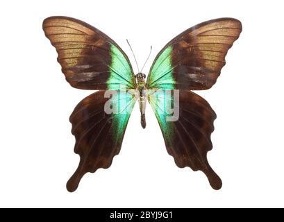 Butterfly Papilio Peranthus Stock Photo