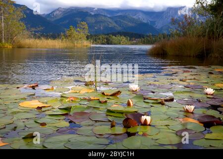 water lily flowers on Barmsee lake Stock Photo