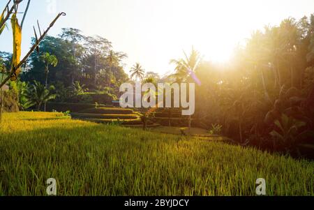 View of beautiful nature environment, lush green palm trees growing on rice fields in Tegalalang, Ubud during sunrise. Excellent shot for a background Stock Photo