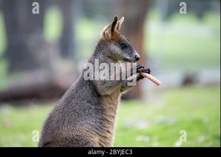Swamp Wallaby (Black Wallaby) Eating Bark Stock Photo