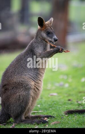 Swamp Wallaby (Black Wallaby) Eating Bark Stock Photo