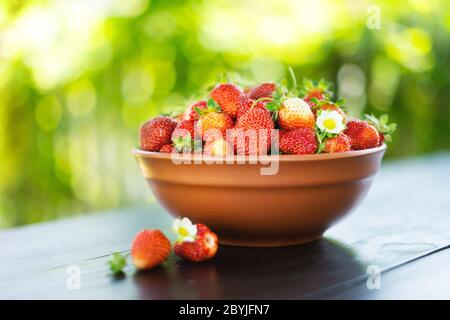 Natural organic strawberry from an own garden in ceramic bowl. Summer day at rural farm. Agriculture concept Stock Photo
