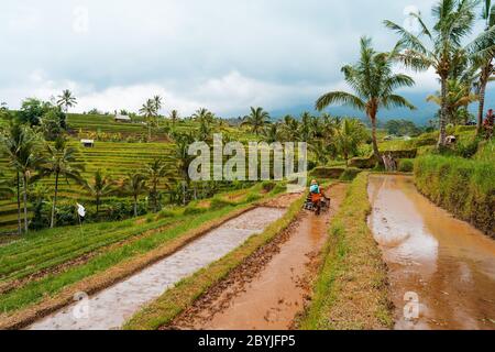 A young guy works in a rice field on agricultural machinery. Farmer on the rice terrace. Natural economy. Balinese farmer with a working on green rice Stock Photo