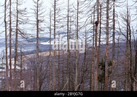 dry spruce trees in winter forest Stock Photo