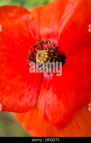 close up of a poppy flower Stock Photo