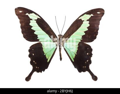 Butterfly Papilio Palinurus Stock Photo