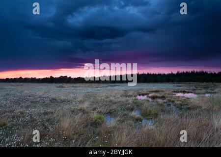 stormy sunset sky over swamp with cottongrass Stock Photo