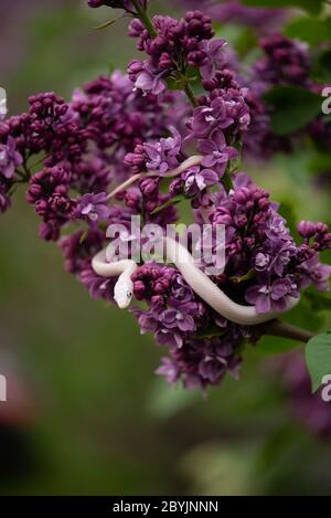 White Beauty rat snake creeping on lilac flowers Stock Photo