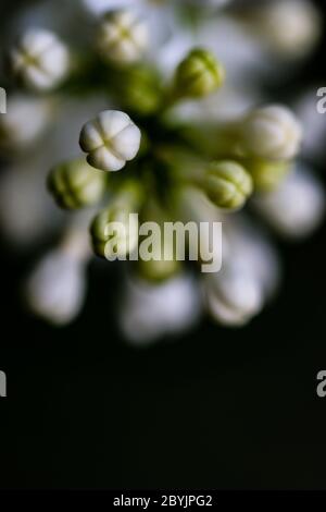 Close up of Lilac Flower Buds before opening Stock Photo