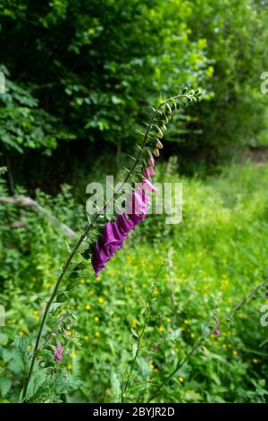 Foxglove flowers against a countryside background. Stock Photo