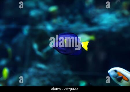 Yellowtail damselfish, Chrysiptera parasema . Popular saltwater aquarium fish. Stock Photo