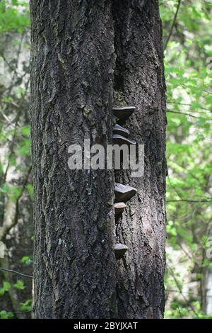 Phellinus populicola,  a polypore living on aspen (Populus tremula), wild fungus from Finland Stock Photo