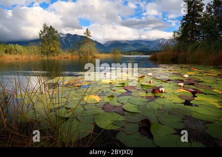 water lily flowers on Barmsee lake Stock Photo