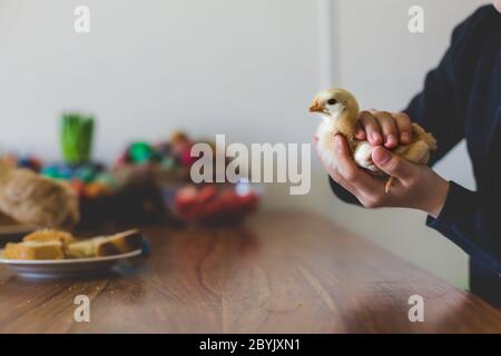 Preteen child, holding little baby chick at home on Easter day, sitting in kitchen Stock Photo