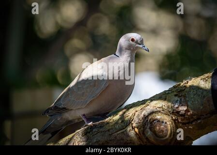Collared Dove perches in the shade of an apple tree with one eye on the camera Stock Photo