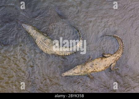 American crocodiles (Crocodylus acutus) from above, swimming, Rio Grande Tárcoles, Costa Rica Stock Photo