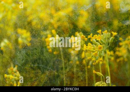 A group of yellow cowslips growing wild on a verge near a road Stock Photo