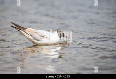 Black Headed Gull ( Chroicocephalus ridibundus ) feeding on a pond in Beaulieu, Hampshire, UK Stock Photo