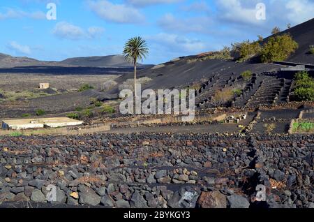 Lanzarote, Canary Island, wine cultivation with stone heaps as wind break in La Geria, layered lava stones as wind protection for wine plants Stock Photo