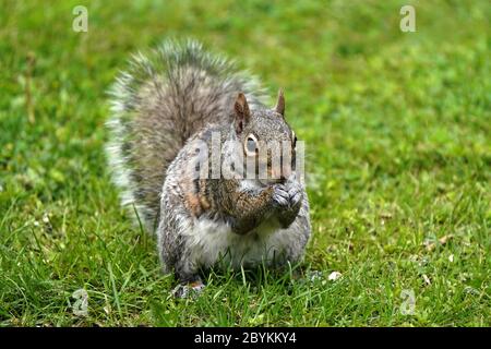 Eastern Grey Squirrel eating on lawn Stock Photo