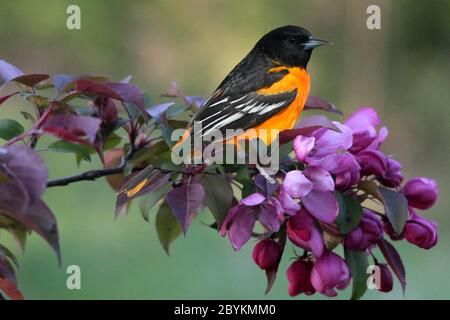 Baltimore Oriole Male perched in flowering bushes Stock Photo
