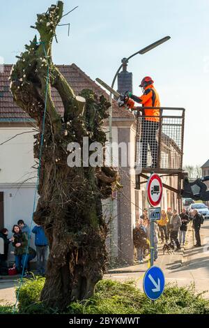 An utility pole and protective gear worker amid dense green woodland ...