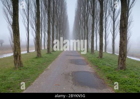 bike road between tree rows in fog Stock Photo