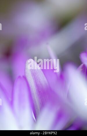 White, purple and pink petals of a flowering senetti pericallis plant. Balham, London, England UK Stock Photo