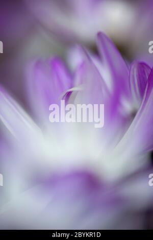 White, purple and pink petals of a flowering senetti pericallis plant. Balham, London, England UK Stock Photo