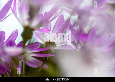 White, purple and pink petals of a flowering senetti pericallis plant. Balham, London, England UK Stock Photo