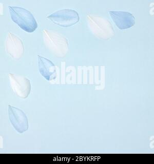 Blue and white feathers on pastel blue background. Top view, flat lay. Copy space Stock Photo