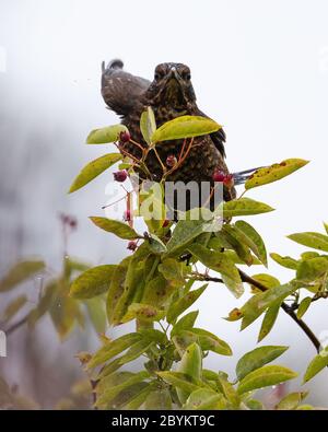 Juvenile Blackbird. Turdus merula eating berries from a tree in a Kent Garden UK Stock Photo