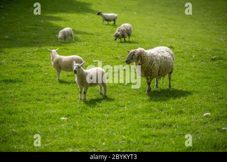 Twin Lambs With Ewe on a Grassy Hillside in Scotland Stock Photo