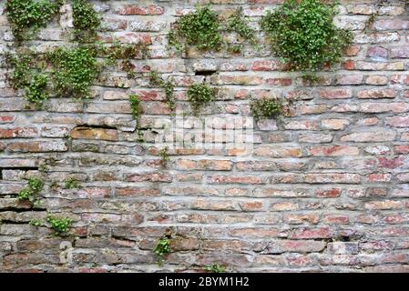 Close-up and background of an old historic wall made of burnt bricks with vegetation Stock Photo