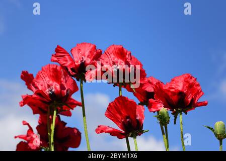 Bright red big poppies bloom against a blue sky and blow in the wind Stock Photo