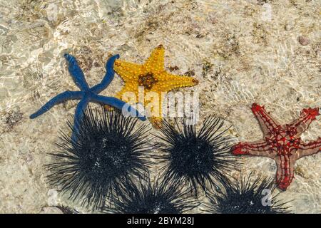 Beautiful Orange, Red and Blue Starfish and Black Urchin at low Tide near the Shore in Water, Zanzibar, Tanzania Stock Photo