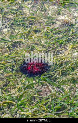 Beautiful Red Sea Urchin  common Names of these Urchins include Radial Urchins and Fire Urchins at Zanzibar Island, Tanzania, Vertical Stock Photo