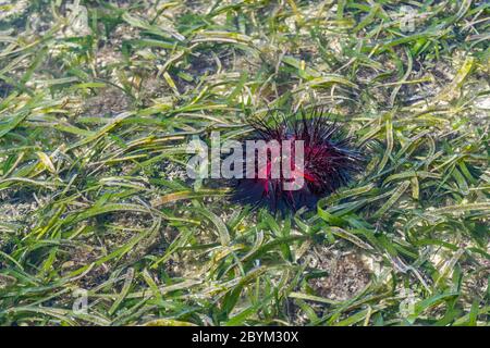 Beautiful Red Sea Urchin  common Names of these Urchins include Radial Urchins and Fire Urchins at Zanzibar Island, Tanzania Stock Photo