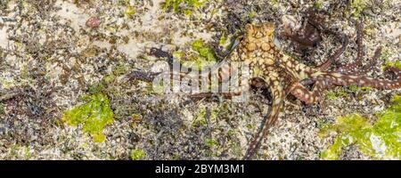 A Colorful large Octopus climbs along the Beach. Alive Octopus just caught in the Sea. The Tentacles spread in all directions. Panorama Cut Stock Photo