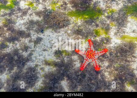 Colorful African Red-Knobbed Sea Star at low Tide on wet Sand, Zanzibar island, Tanzania Stock Photo