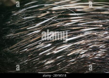 Malayan Porcupine or Himalayan Porcupine, Hystrix brachyura, Sikkim, India Stock Photo