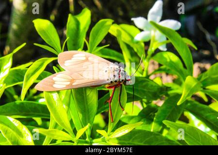 tiger moth butterfly on grass in thailand, asian insect Stock Photo