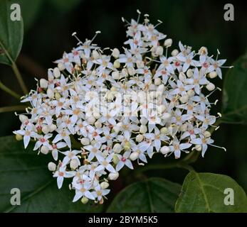 Common Dogwood (cornus sanguinea) Stock Photo