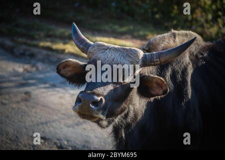 Mithun head close up, Bos frontalis, Nagaland, India Stock Photo