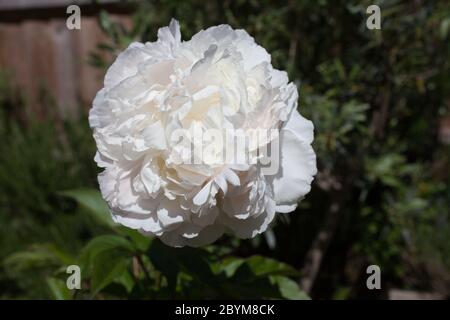 A large white Common Peony growing in an English country garden Stock Photo