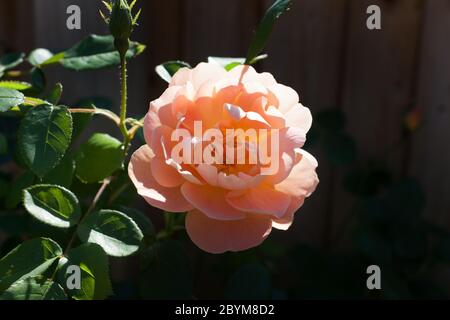 A peach garden rose with the botanical name Rosa Chinensis Stock Photo