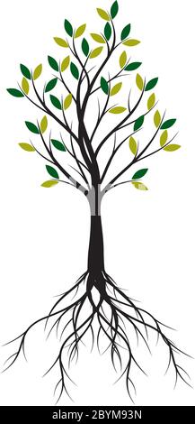 Green Spring Tree with Roots. Vector outline Illustration. Plant in garden. Stock Vector
