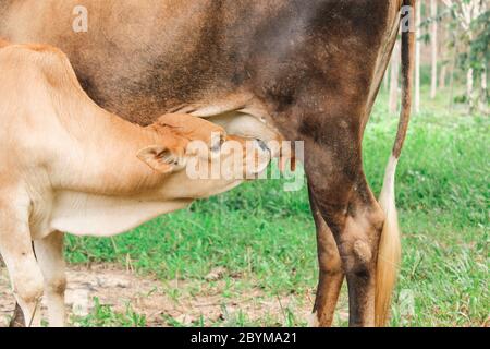 A calf sucking up milk from the cow Stock Photo - Alamy