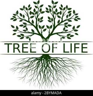 Green spring Tree. Roots and Leaves. Vector outline graphic. Stock Vector
